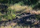 Aziatische steenpatrijs (juvenielen)(Chukar) (Alectoris chukar) - Ongiin Khiid 18-08-2016 (1)